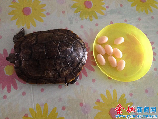 不锈钢消火栓箱 不锈钢消火栓箱